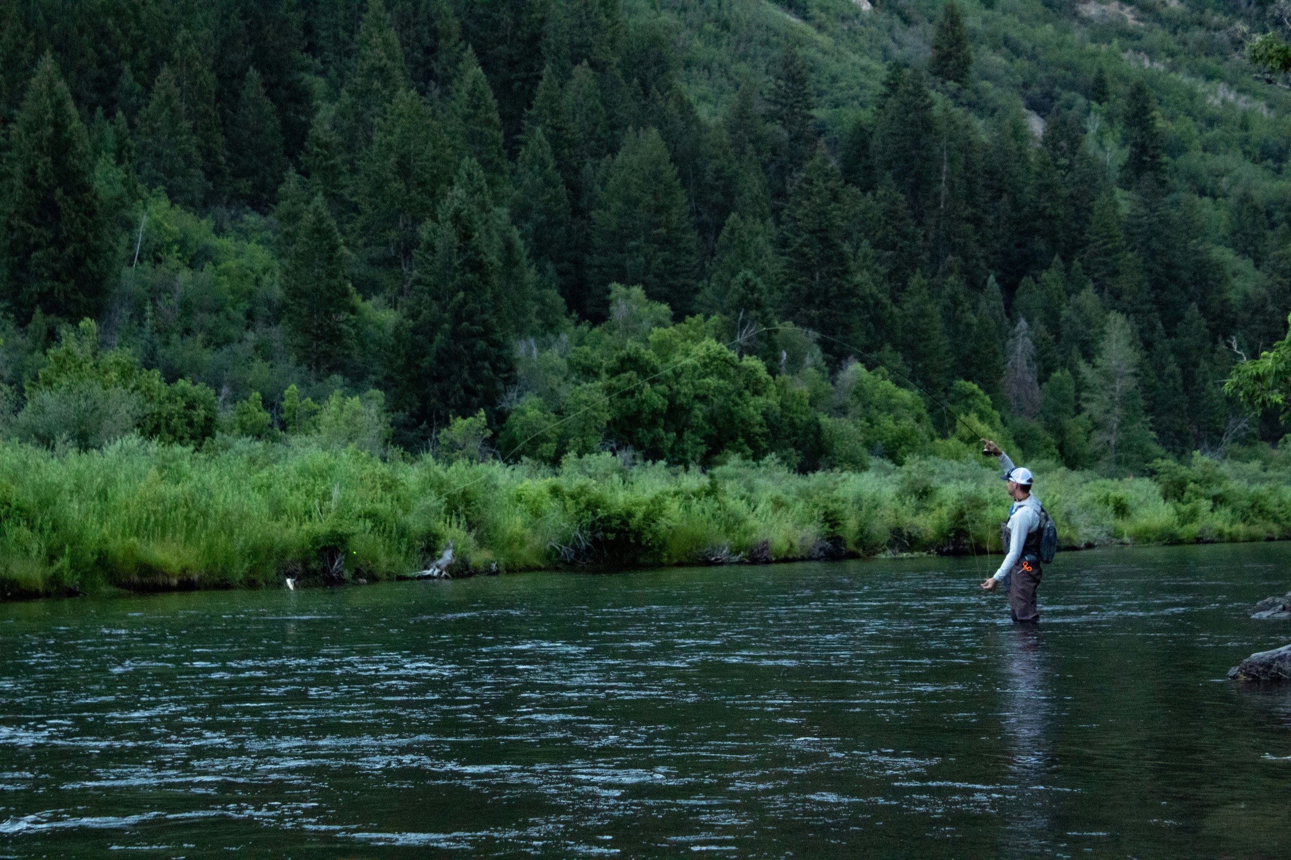 Fly fisherman casting in a scenic river with lush green forest background
